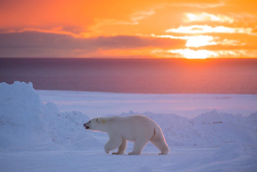 A polar bear in the sunset