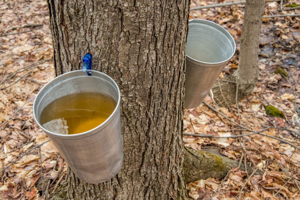 People are collecting sap from maple trees to produce maple syrup in Quebec.