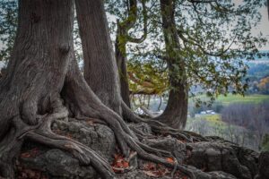 Thân cây to và rễ cây chắc khỏe của những loài cây cổ bám vào những vách đá cheo leo